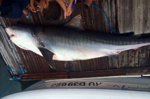 Un requin de 400 kg ramené de la pêche par le président de la fédération française de surf, à La Réunion, le 18 avril dernier