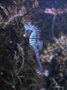Un hippocampe de l'aquarium de Vannes en Bretagne (crédits: wiki commons)