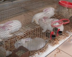 Lapins jumbo