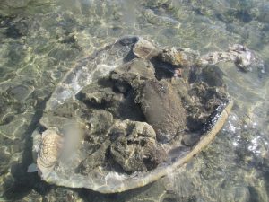 Une carapace de tortue lestée au bord de l'eau sur la plage de Moutsou (Crédits photo : Naturalistes)