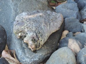 Une nageoire de tortue fraîchement découpée sur la plage (Crédits photo: Naturalistes)