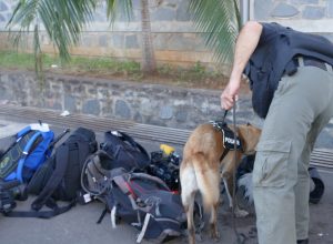 Chien policier caméras et micro explosifs