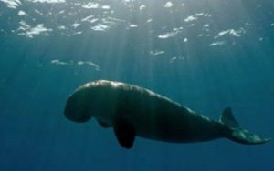 Dugong © Marc Allaria:www.photos-sousmarine.com
