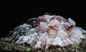 Dendrodoris par Cédric Peneau