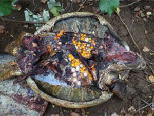 Restes récents d'une tortue braconnée