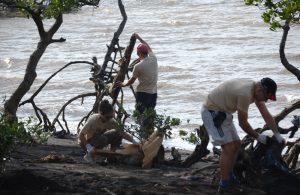 Une grande opération de nettoyage de la mangrove (Crédits photo : CKCM/ONN)