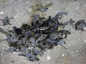 Émergence à la sortie du nid ©oulanga na nyamba