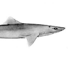Des connaissances manquantes sur les requins à Mayotte
