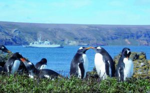 Les manchots sur les Kerguelen (Crédits photo: JIR)