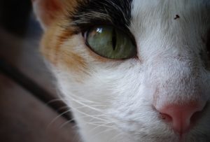 La perception des animaux restent pour l'essentiel un mystère pour l'homme (Crédit: O. Lamberti)