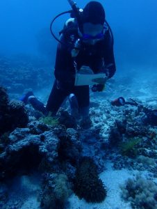 Le travail d'inventaire des concombres de mer essentiel pour la bonne santé du milieu marin