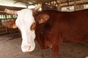 Journée de l'élevage vache montbeliarde