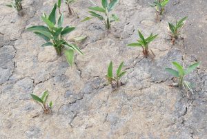 Des plantes contre le colmatage de la croute