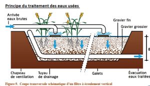 Station filtres plantés schéma