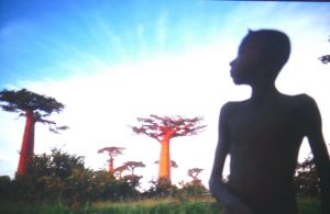 Quand le port de tête du jeune garçon est un écho à la fierté des baobabs