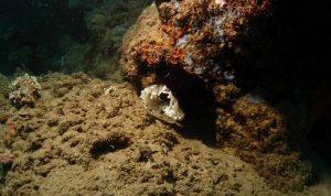 Paracorynactis hoplites dans le lagon de Mayotte en décembre 2015 (Photo: Julien Wickel / Marex / RNN Mbouzi)