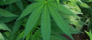 Cannabis