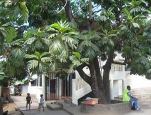Des arbres ramarquables mis en valeur dans les villages de Mamoudzou