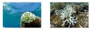 Le blanchiment des coraux observé par Marc Allaria (Photos: Banque d'images de Mayotte)