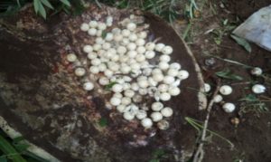 Des dizaines d'oeufs de tortue découverts dans le banga à proximité de la carapace (Photo: gendarmerie)