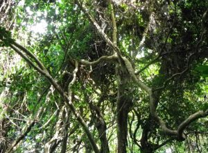 La liane vahibé envahit nos forêts (Photo: CD)