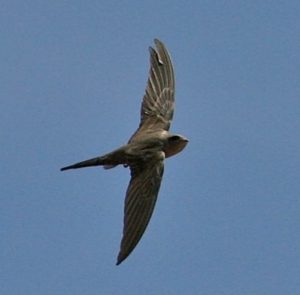 Le Martinet des palmes de son nom scientifique Cypsiurus parvus (Image: WIKI Commons)