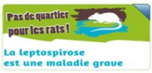 Leptospirose