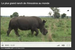 20 minutes: Couper la corne du Rhinocéros pour lui sauver la vie