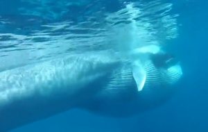 Rorqual d'Omura: Des images absolument inédites (Image: Salvatore Cerchio)