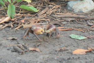 Crabe de mangrove