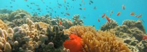 La passe en S une richesse de biodiversité exceptionnelle (Photo: Julie Molinier/Aires marines protégées)