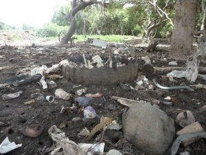 Une mangrove mahoraise