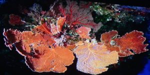 Des photos magnifiques au programme du Festival d'Image sous-marine