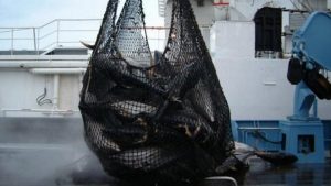 Vers une diminution de la pêche au thon (Image: Seychelles fishing company)