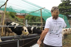 vaches comice