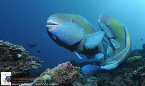 Le ballet des perroquets saisi par Marc Allaria primé à Hyères