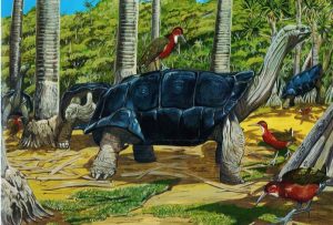  La forêt de la rivière des Galets devait abriter des bois puants et donc des tortues géantes de Bourbon En mangeant les fruits très durs de l'arbre elles facilitaient leur germination (Image: JIR)