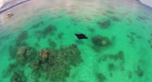 "La minute du Parc": Une raie manta et un bateau de touristes (Image: PNM / Aires marines protégées)