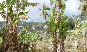 Bananiers, champs de manioc et litchiers se partagent les terrains