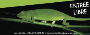 Caméléon