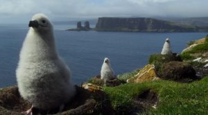 Des bébés albatros à sourcils noirs, dans la Baie de l'oiseau aux Kerguelen (Photo: TAAF)