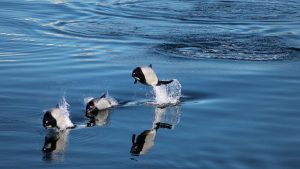 Les dauphins de Commerson (Photo: TAAF)