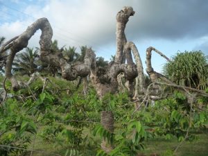 Ylang-Ylang