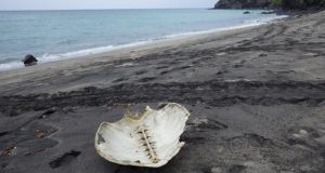 Une carapace de tortue sur une plage de l'îlot Mtsamboro, le 23 novembre dernier