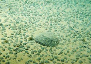 On retrouve au fond de l’océan de vastes de champs de nodules plus ou moins enfouis (Photo: JIR)