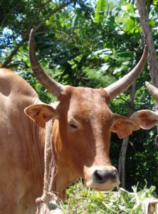 Un zébu de Mayotte, objet de l'étude scientifique en cours (Photo: CoopADEM)