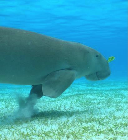 Dugong, Mayotte, UICN, Lecornu